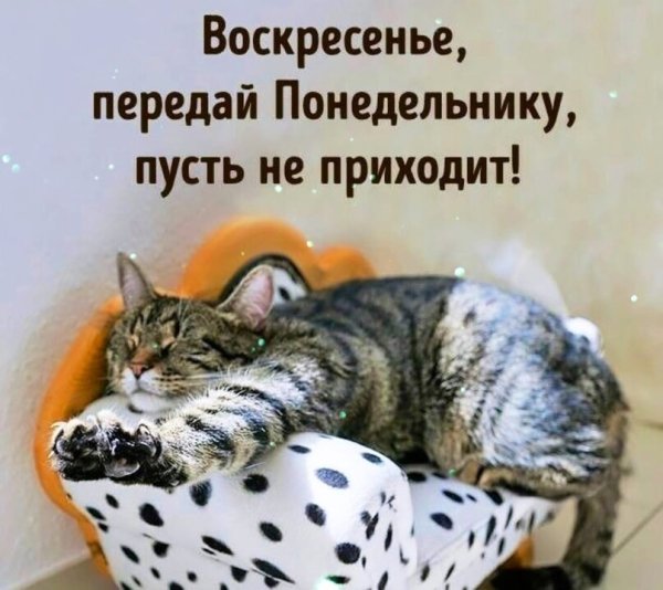 Воскресенье кот