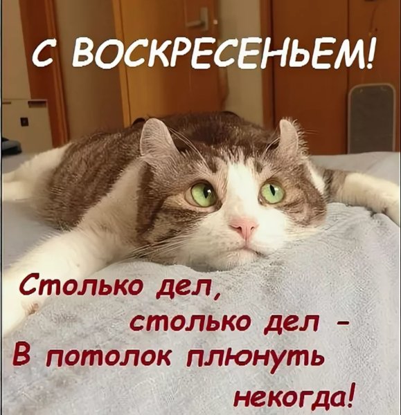 Воскресенье картинки прикольные