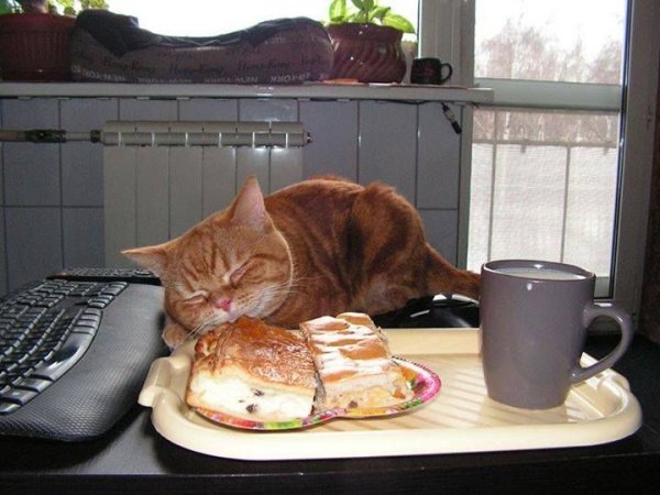 Котоматрица с добрым утром
