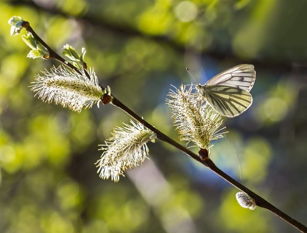 Солнечная Верба