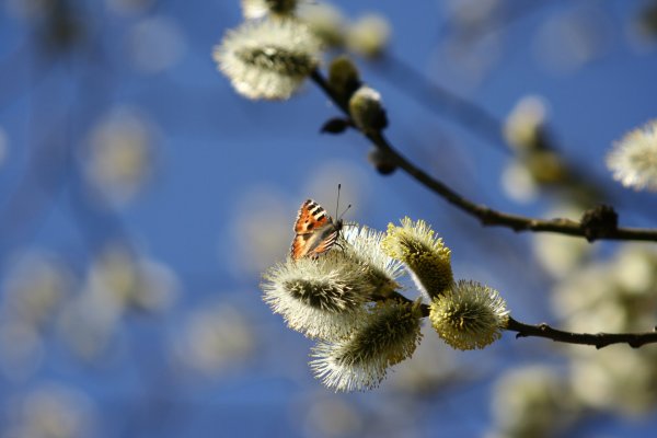 Природа Весна апрель