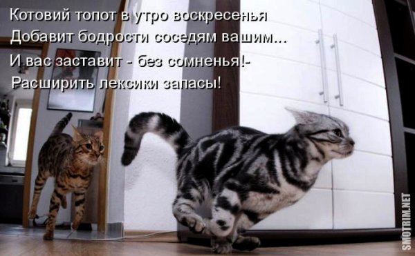 Утро воскресенья котики