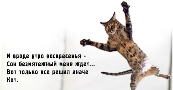 Коты в воскресенье утром