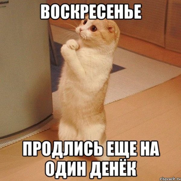 Божечки кошечки