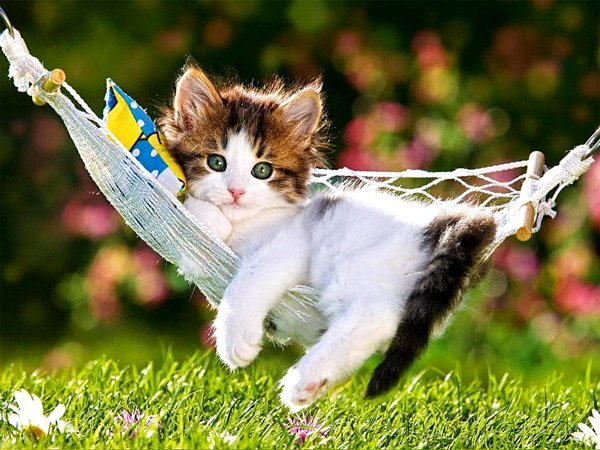 Смешные котята