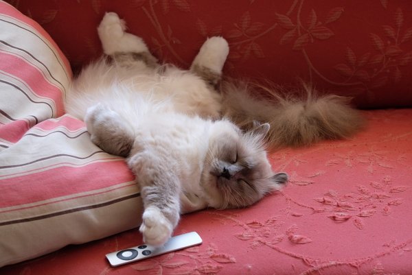 Коты в воскресенье