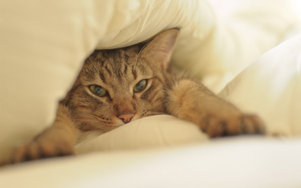 Кошка под одеялом
