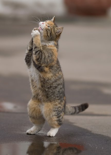 Кот молится