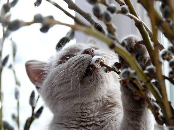 Вербные коты