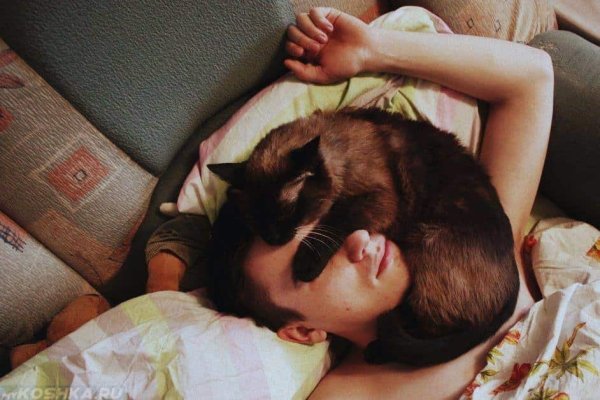 Кошка спит на человеке