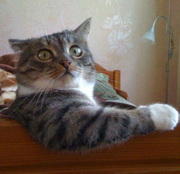 Шутки с котами