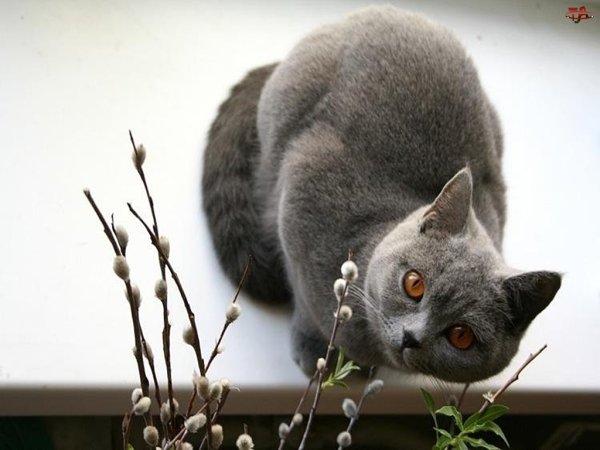 Весенний котик с вербой
