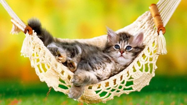 Картинки как котята спят в гамаках