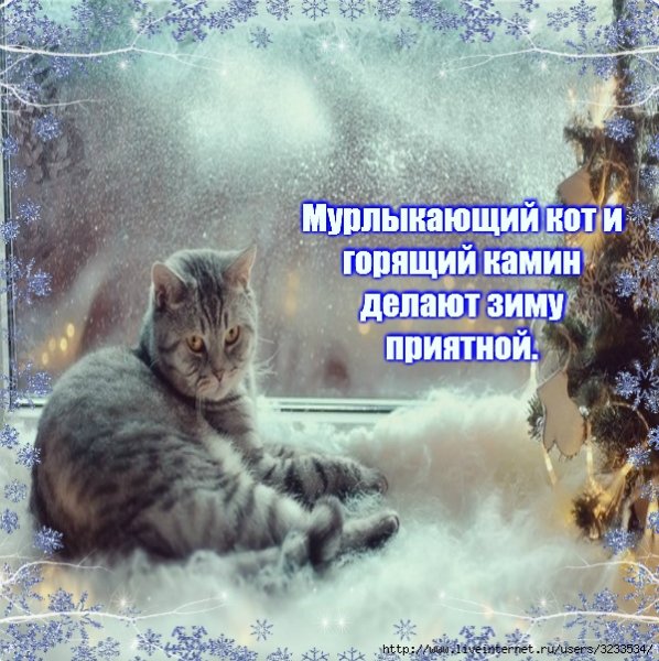 Зима - воскресенье, кот