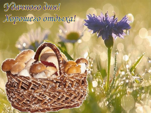 Доброе летнее утро грибы