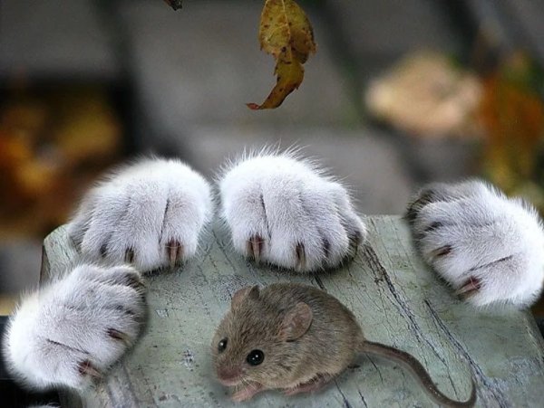 Много мышей