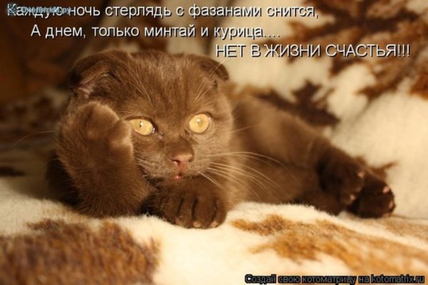 Столько дел