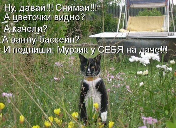 Прикольные коты для дачи