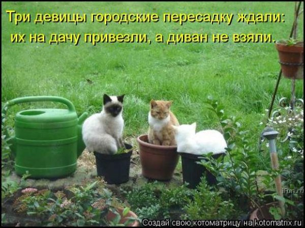 Смешные коты с надписями на даче