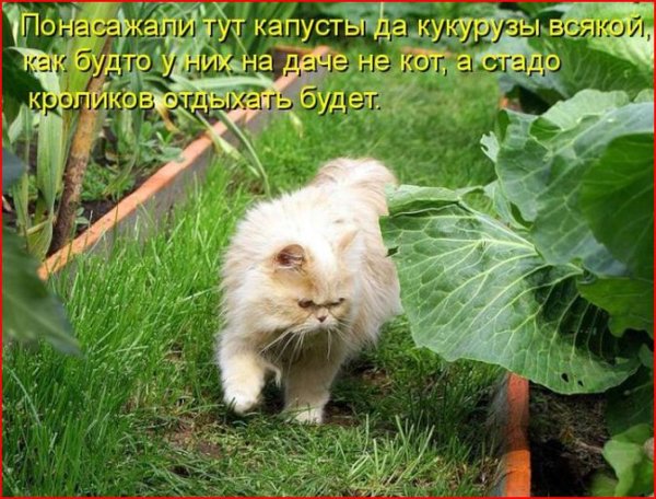 Смешные картинки про дачу и огород