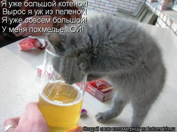 Морды с похмелья