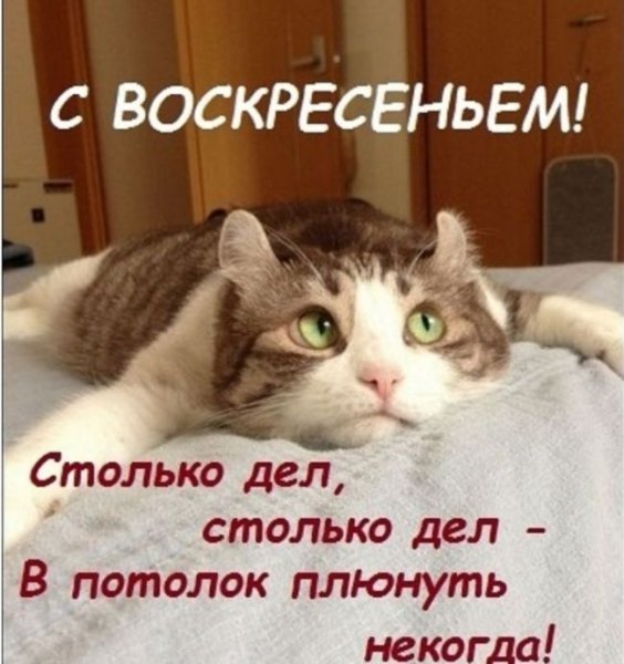 Открытки с воскресеньем прикольные