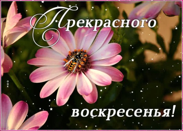 Прекрасного воскресенья