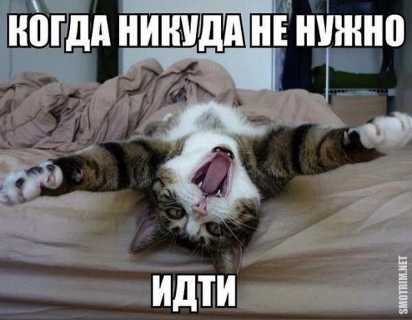 Кот утро воскресенья