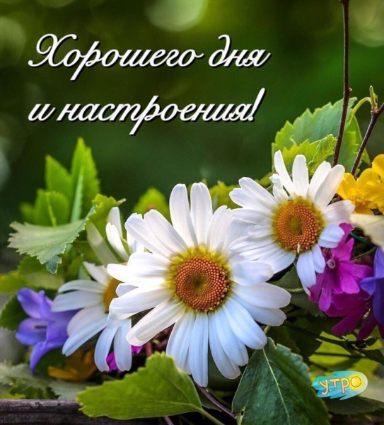 Радостного дня и хорошего настроения