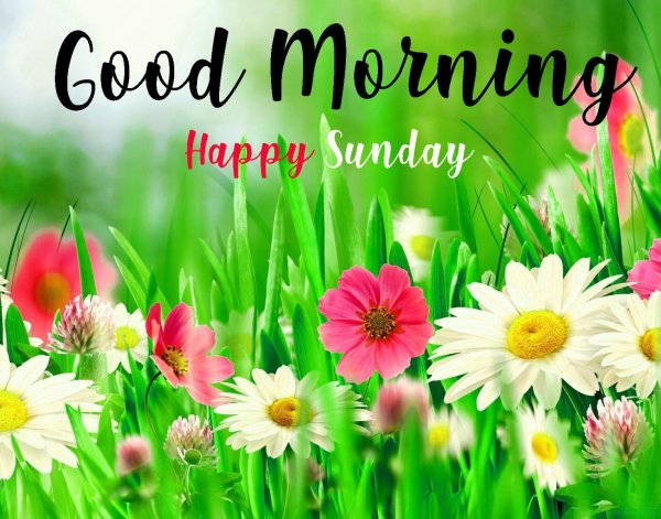 Happy Sunday картинки gif