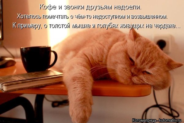 Воскресенье котики