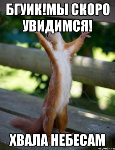 Белки мемы