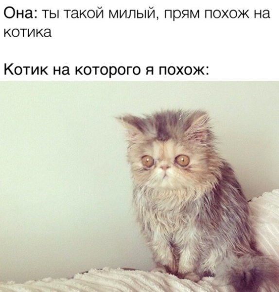 Кот только проснулся