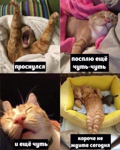 Кот я еще сплю