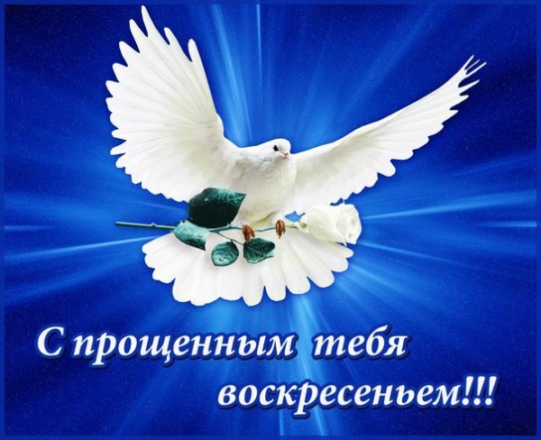 Прощеное воскресенье голубь