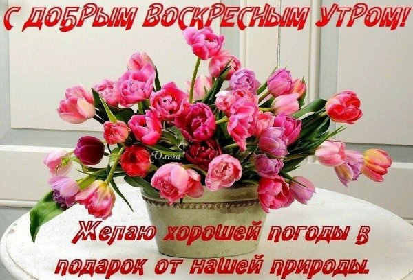 Доброе утро цветы воскресенье пожелания
