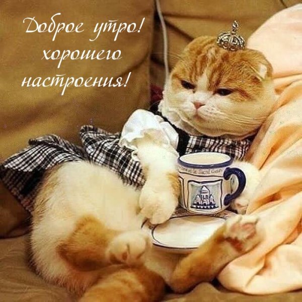 Утро воскресенья котики