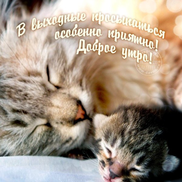 Открытка просыпайся