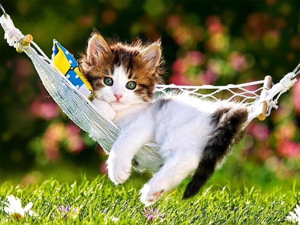 Котенок в гамаке