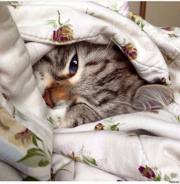 Кошка проснулась