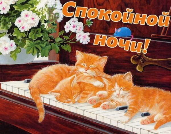 Добрый вечер рыжий кот