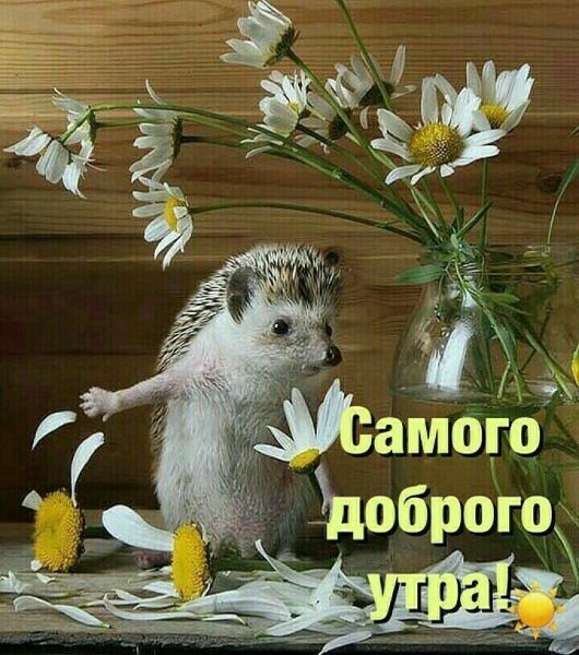 Пожелания хорошего дня с животными