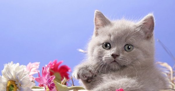 Открытки с котятами