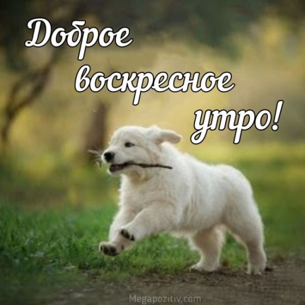 Утро воскресенья картинки