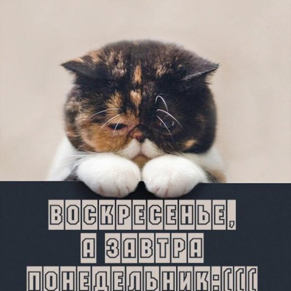 Открытки с воскресеньем прикольные