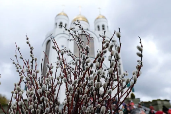 Верба на Вербное воскресенье