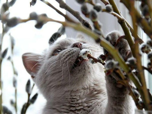 Кот радуется весне
