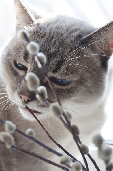 Весенние коты