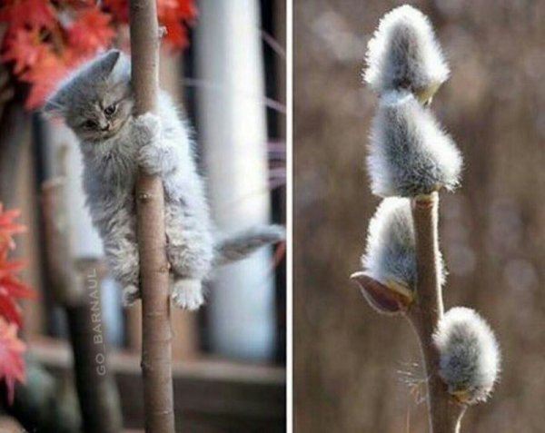 Вербные котики