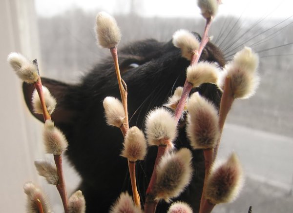 Вербные котики
